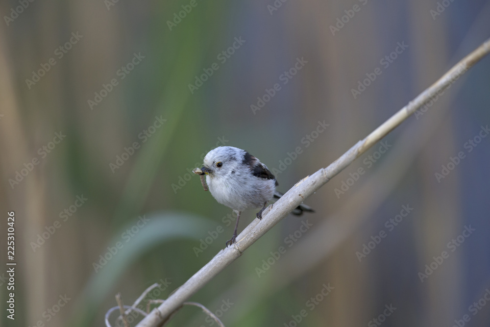Naklejka premium long-tailed tit (Aegithalos caudatus) perched on a reed branch with food for their young.