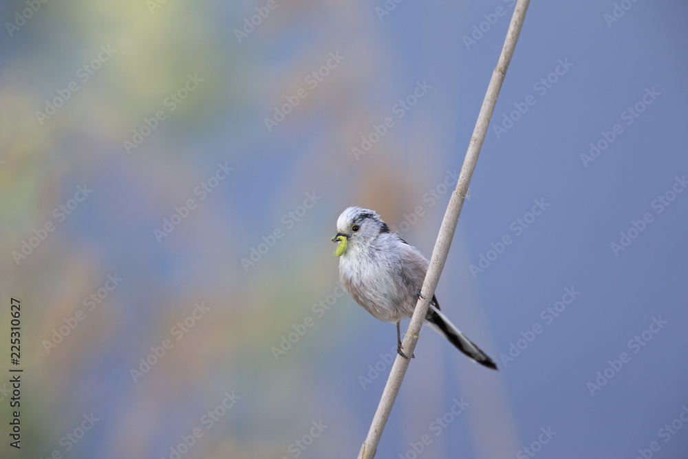 Obraz premium long-tailed tit (Aegithalos caudatus) perched on a reed branch with food for their young.