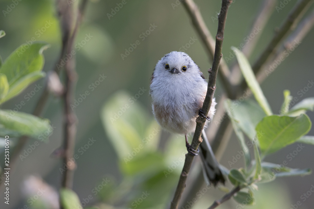 Obraz premium long-tailed tit (Aegithalos caudatus) perched on a tree branch with food for their young.