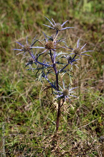 Eryngium amethystinum or Amethyst eryngo or Italian eryngo or Amethyst sea holly clump-forming perennial tap-rooted herb with basal circle of obovate pinnate spiny leathery mid-green leaves and cylind photo