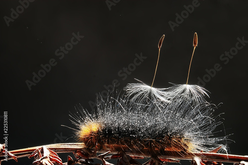 fluffy caterpillar / macro insect, larva, beautiful macro enlarged caterpillar photo