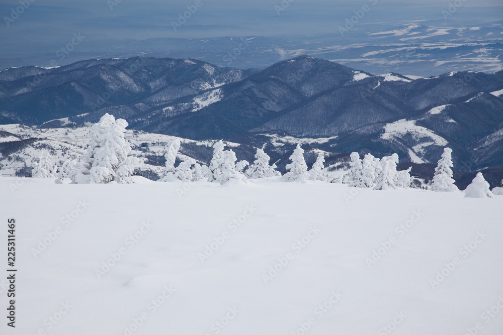 winter background of snow covered fir trees in the mountains winter background of snow covered fir trees in the mountains