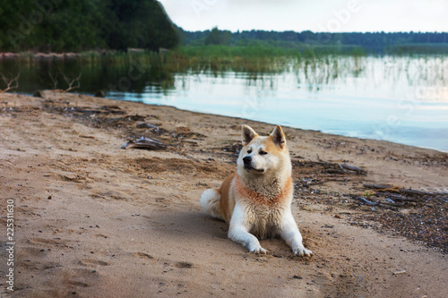 dog breed Shiba Inu lies on a pond background