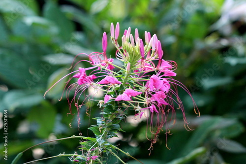Spider flower or Cleome hassleriana or Spider plant or Grandfathers Whiskers annual growing flowering plant with palmately compound leaves and closed pink flowers consisting of bunches made of four pe