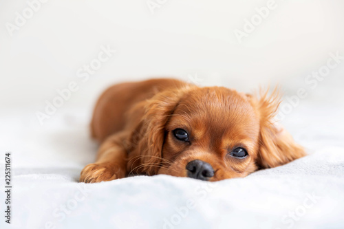 Fototapeta Naklejka Na Ścianę i Meble -  Cute puppy relaxing