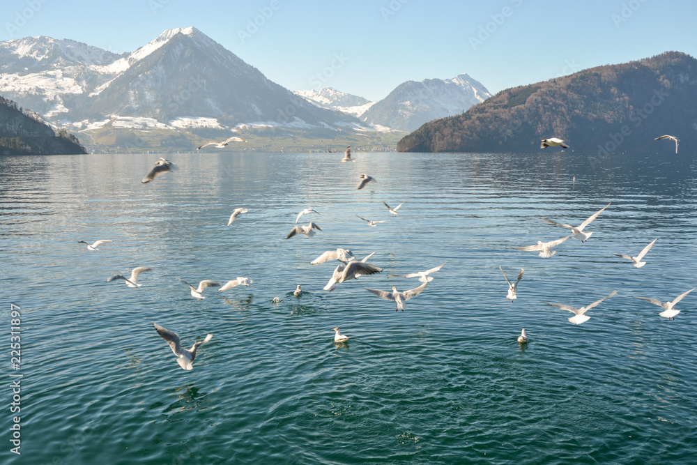 Fototapeta premium Beautiful Lake Lucerne with snowy Alps in background