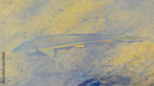 Andalusian Barbel (Luciobarbus sclateri)