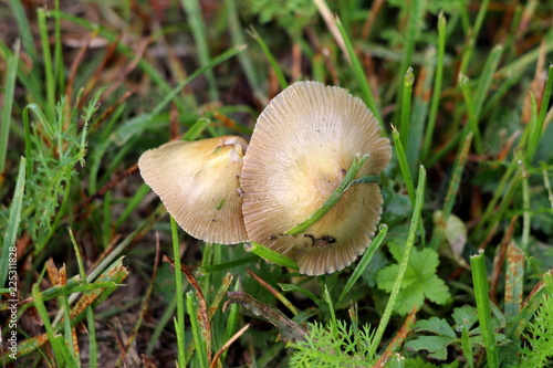 Two small mushrooms one next to other surrounded with fresh green and dried high uncut grass and other small vegetation on warm summer day