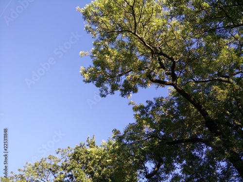 Wallpaper Mural Anmut der Natur Torontodigital.ca