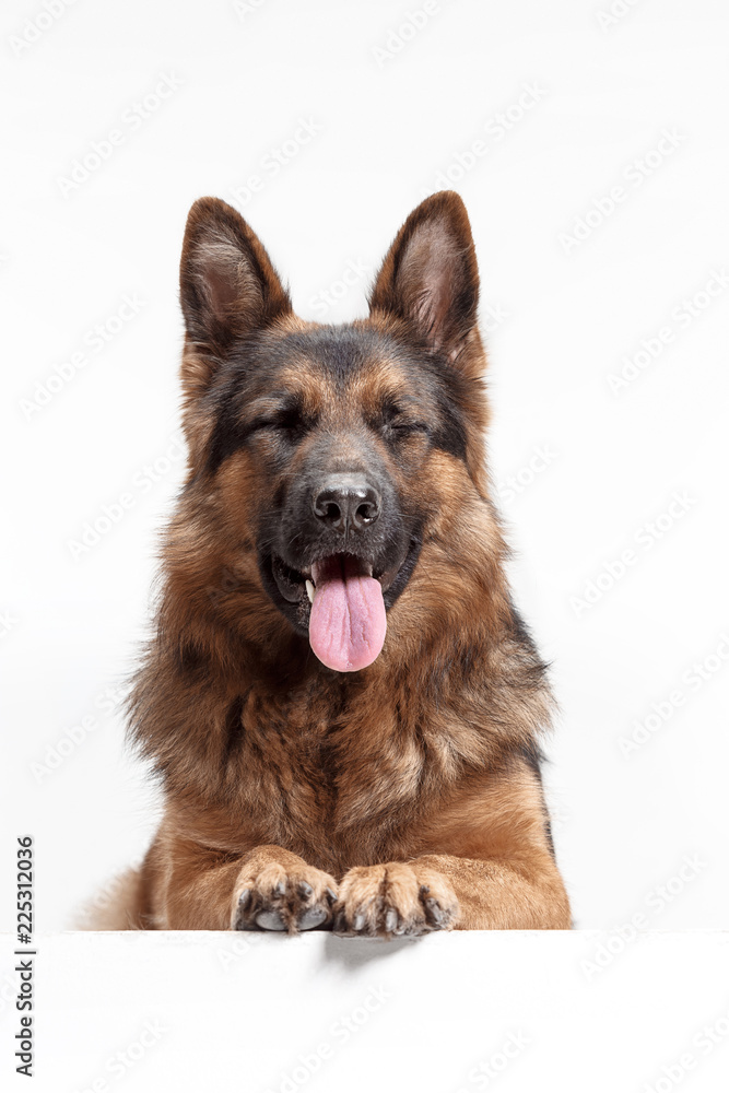 Shetland Sheepdog sitting in front of a white studio background