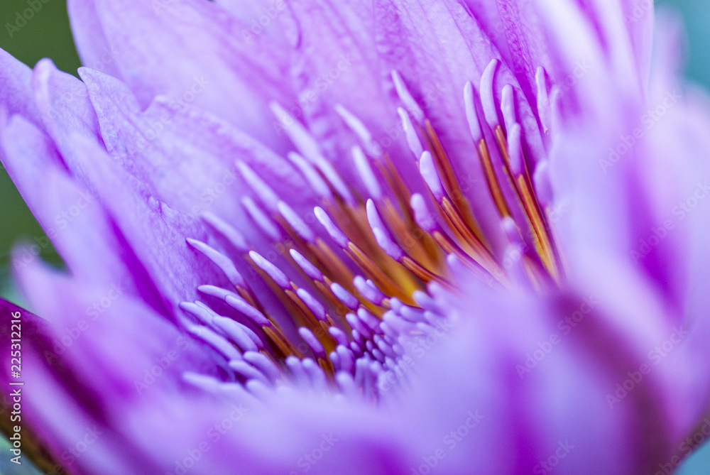 Obraz premium Makrofoto einer Lotusblüte