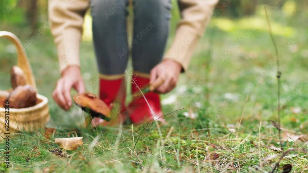 season and leisure people concept - young woman with basket and knife walking along autumn forest and picking mushrooms season and leisure people concept - young woman with basket and knife walking along autumn forest and picking mushrooms