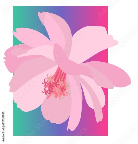 Beautiful postcard with a terry pink cosmos flower isolated on a colorful background in a vector.