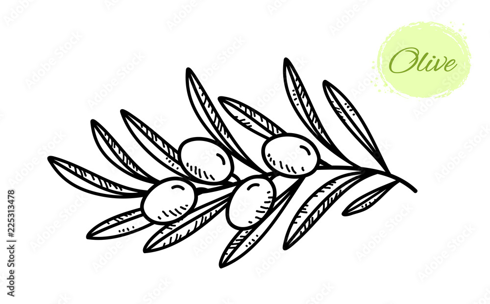 Fototapeta premium black hand drawn olive branch with leaves