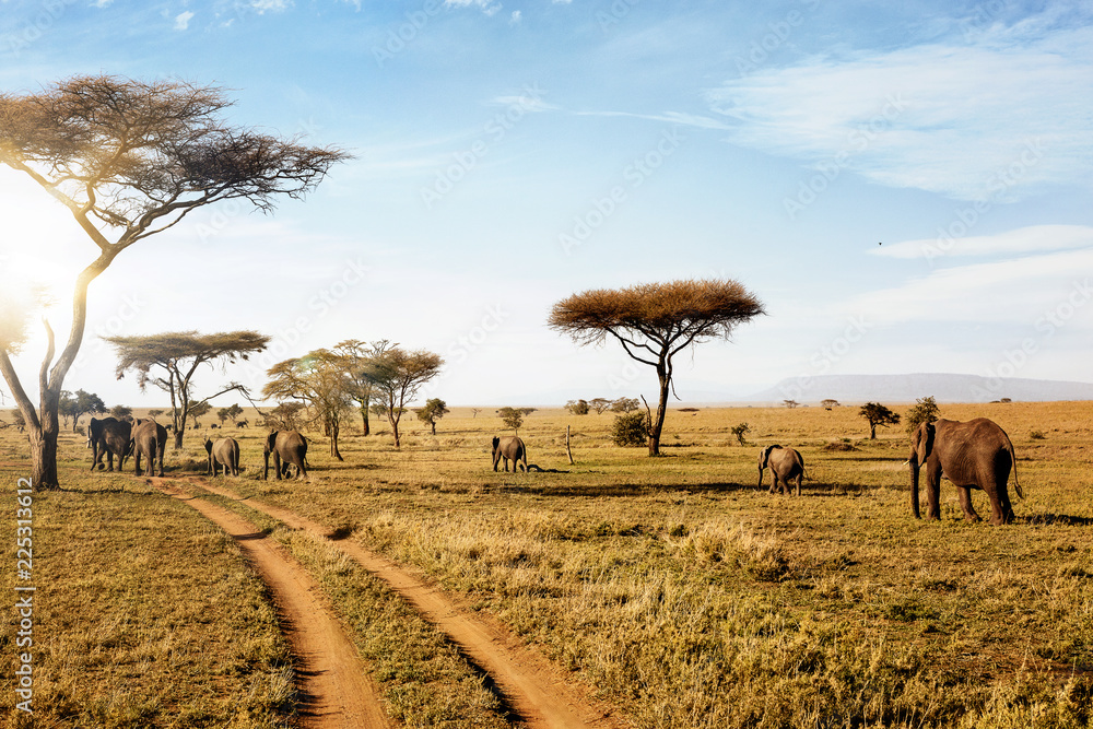Obraz premium Grupa słoni chodzących w dzikiej przyrody na sawannie.
