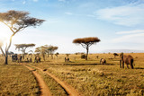 Group of elephants walking in wild nature in savanna.