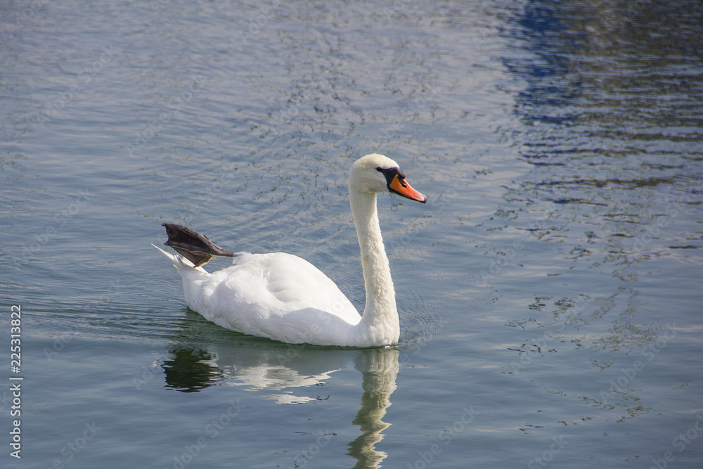 White swan in the lake White swan in the lake