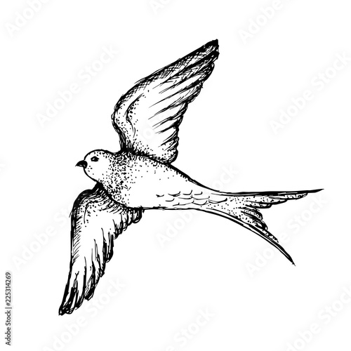 Hand drawn swallow illustration vector