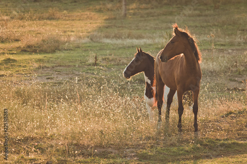 two horses at sunrise