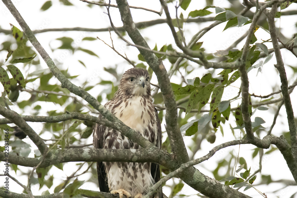 hawk perched in tree hawk perched in tree