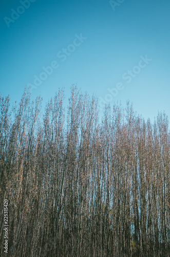 Wallpaper Mural trees in the forest Torontodigital.ca