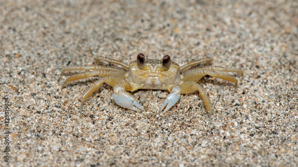 Geisterkrabbe - ghost crab