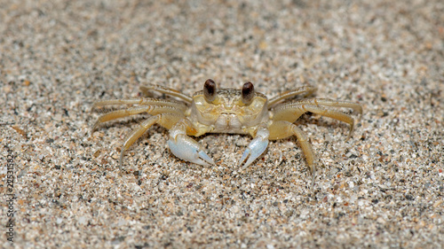 Geisterkrabbe - ghost crab