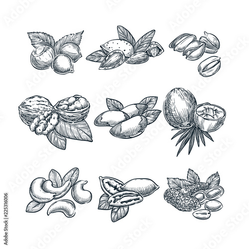 Nuts vector sketch illustration. Superfood eating hand drawn set. Walnut, almonds, hazelnuts, coconut, cashew, peanuts