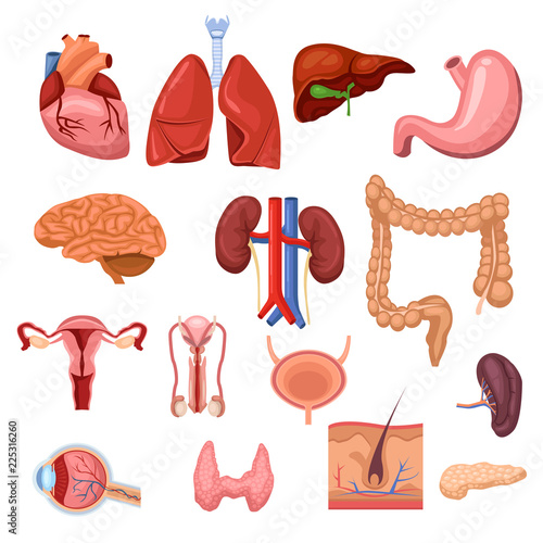 Human internal organs. Vector flat anatomy symbols illustration. Isolated icons set
