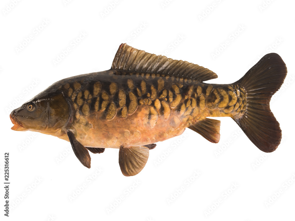 Fototapeta premium Mirror carp isolated