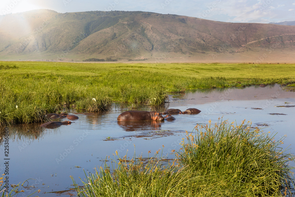 Obraz premium Hippo pool in Ngorongoro crater.
