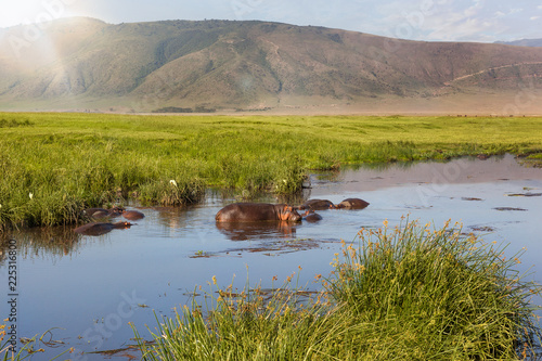 Hippo pool in Ngorongoro crater. photo