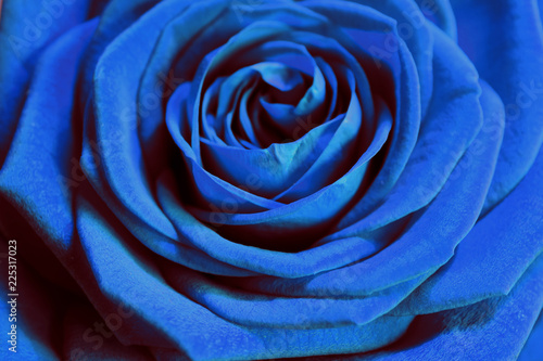 Blue rose. Beautiful petals close up.