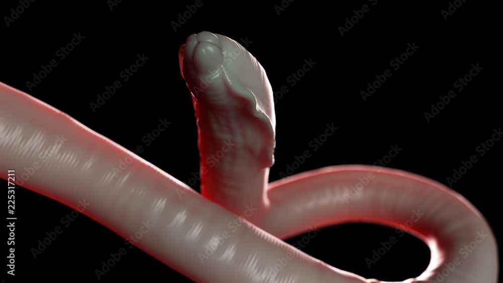 Fototapeta premium 3d rendered medically accurate illustration of a round worm