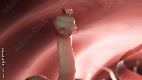 3d rendered medically accurate illustration of a tape worm photo
