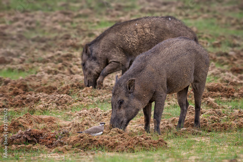 Indian Wild Boar - Sus scrofa cristatus, large mammal from Sri Lanka fields and forests.