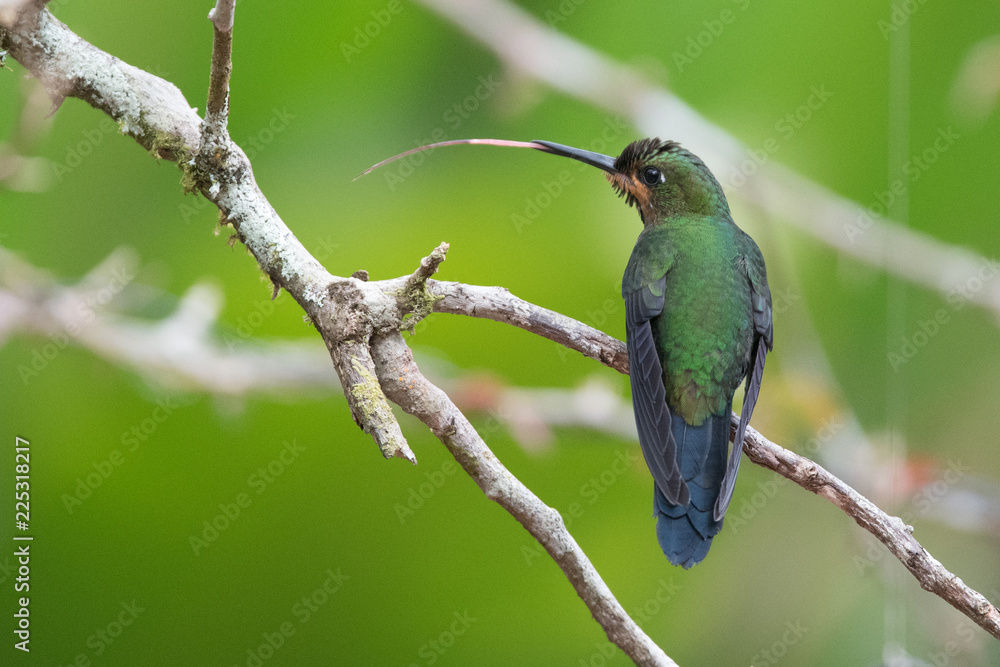 Hummingbird(Trochilidae)Flying gems Hummingbird(Trochilidae)Flying gems