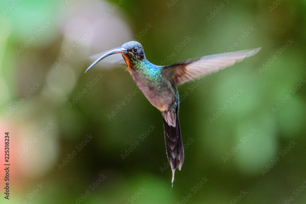Fototapeta premium Hummingbird(Trochilidae)Flying gems
