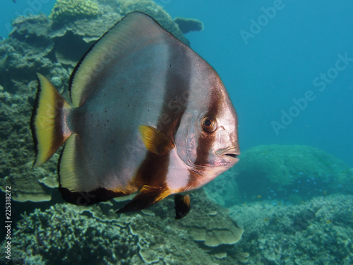 Batfish in tropical waters photo