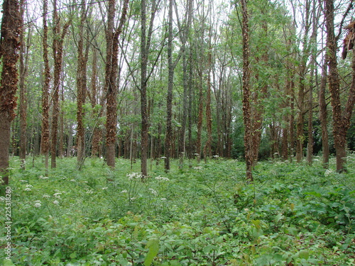 Panorama of wild untouched spring forest with tall young trees and lush bush ferns and wild flowers that cover the earth.