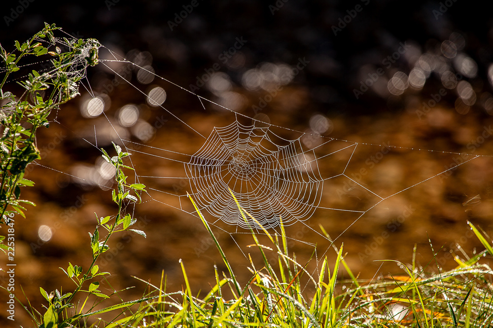 Spinnengewebe mit Morgentau