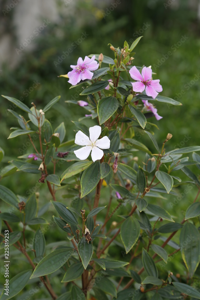 Obraz premium White and Red Flower
