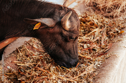 Murrah baffalo eating grass in milk farm, Thailand photo