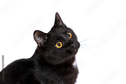 Adorable black cat isolated on white background