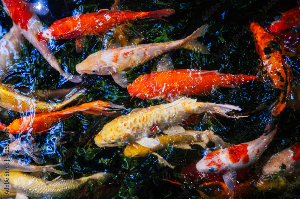 Colourful Koi Carp Fishes moving in pond with shadow and light reflection Colourful Koi Carp Fishes moving in pond with shadow and light reflection