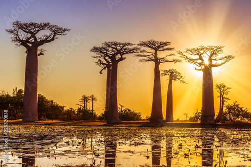 Avenue of the baobabs with an amazing sunset photo