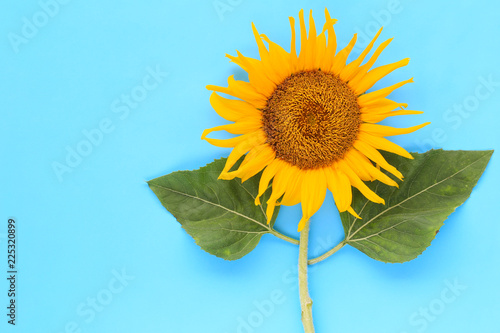 Fototapeta Naklejka Na Ścianę i Meble -  Sunflowers are blooming on light blue paper.
