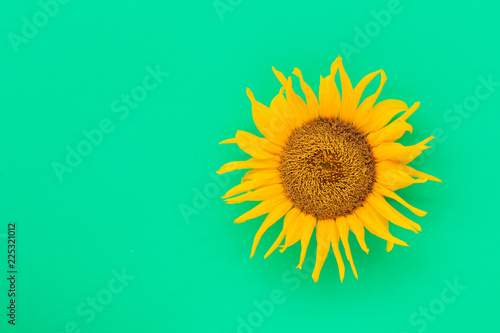 Fototapeta Naklejka Na Ścianę i Meble -  Sunflowers are blooming on the background.