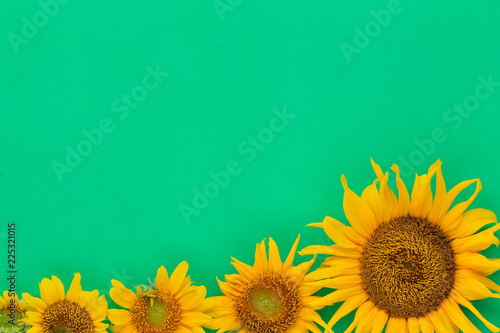 Fototapeta Naklejka Na Ścianę i Meble -  Sunflowers are blooming on the background.