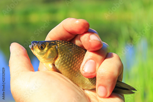 Fototapeta Naklejka Na Ścianę i Meble -  Crucian laying on palm. Fish caught on fishing-rod. Lucky fishing